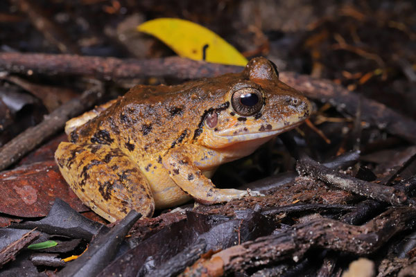 Almost extinct on the mainland, on Escudo Lowland Rain Frogs (Craugastor ranoides) are thriving.