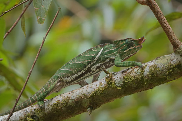 During the day we spotted a single Two-banded Chameleon (Furcifer balteatus) high up in a tree.