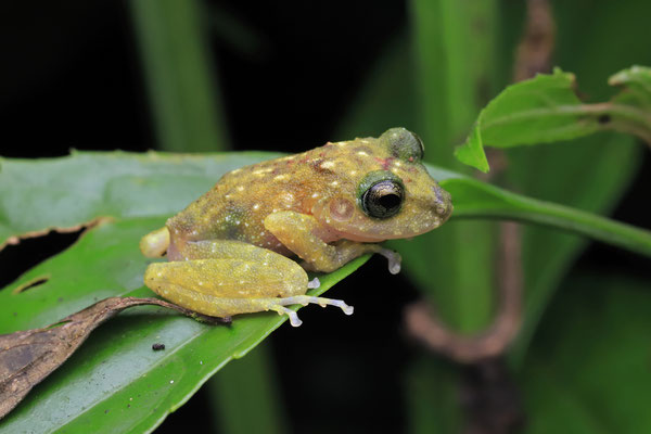 Adorned Robber Frog (Craugastor decoratus)