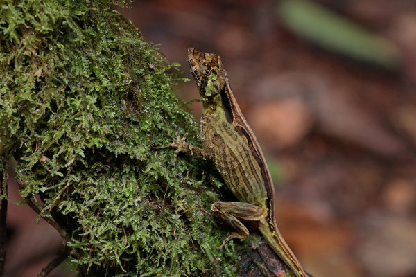 Pug-nosed Anole (Anolis capito) 