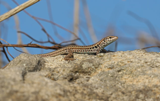 Milos Wall Lizard (Podarcis milensis)