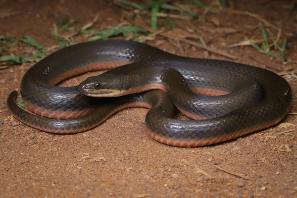 Mulanje Water Snake (Lycodonomorphus mlanjensis) 