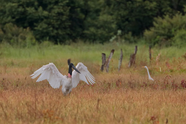 Jabiru (Jabiru mycteria) 