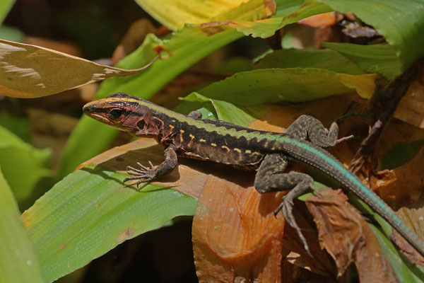 Central American Whiptail (Holcosus festivus)