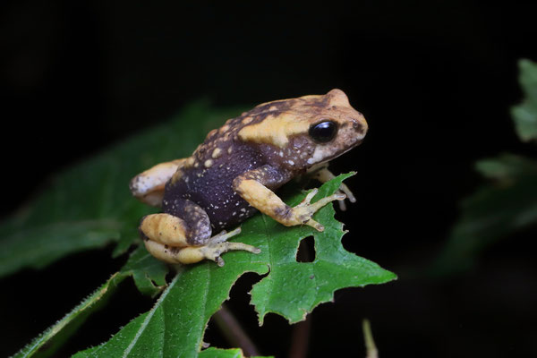 Robust Viviparous Toad (Nectophrynoides viviparus) 