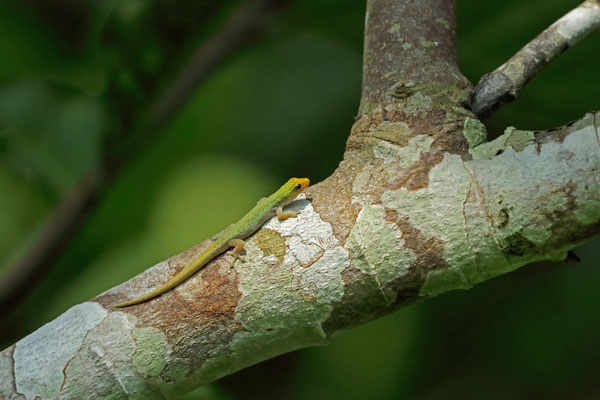 Cameroon Dwarf Gecko (Lygodactylus conraui) 