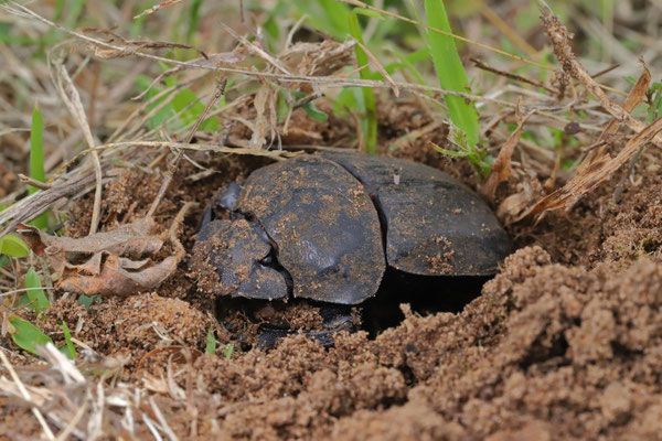 Dung Beetle (Pachylomera femoralis)