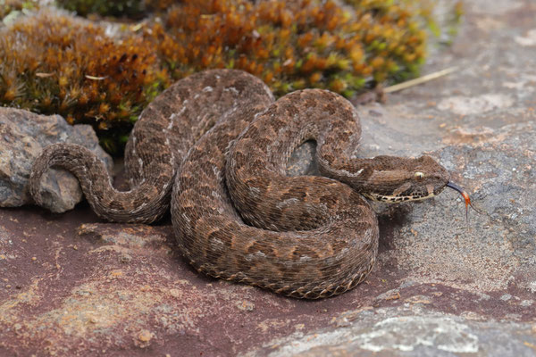 Berg Adder (Bitis atropos)