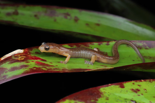 Common Splayfoot Salamander (Chiropterotriton chiropterus)