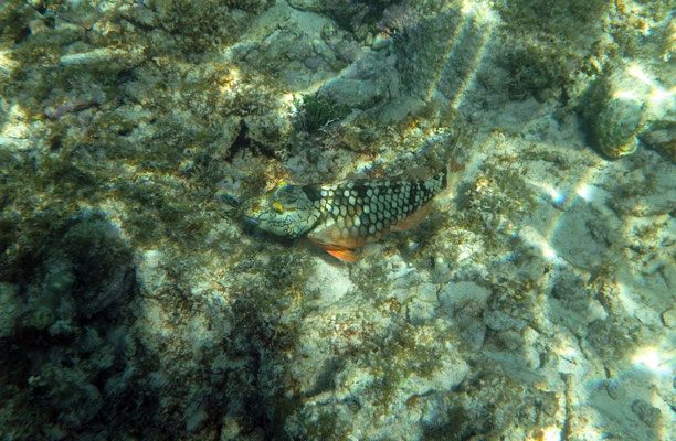 Snorkeling in Akumal.