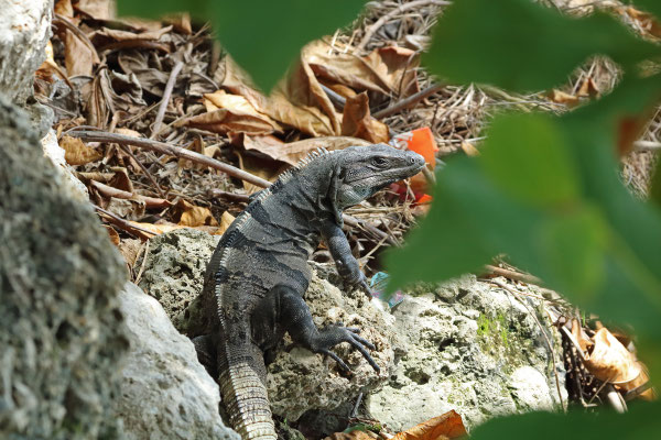 Black Spiny-tailed Iguana (Ctenosaura similis)