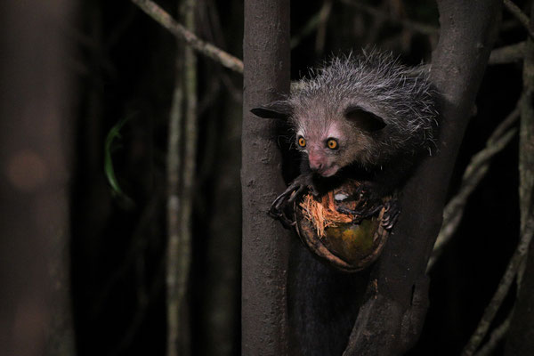 Aye-aye (Daubentonia madagascariensis)