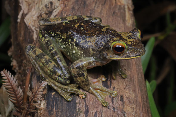 White-lipped Bright-eyed Frog (Boophis albilabris) 
