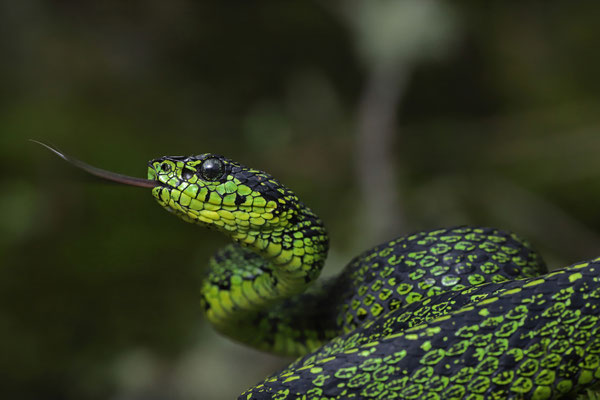 Talamancan Palm Pitviper (Bothriechis nubestris)