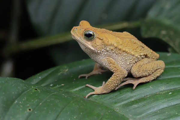 On the Bocas del Toro islands, Green Climbing Toads (Incilius coniferus) are never really green. 