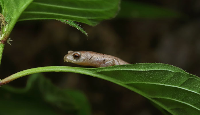 Southern Banana Salamander (Bolitoglossa occidentalis)