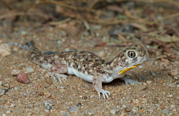 Spotted Barking Gecko (Ptenopus garrulus)