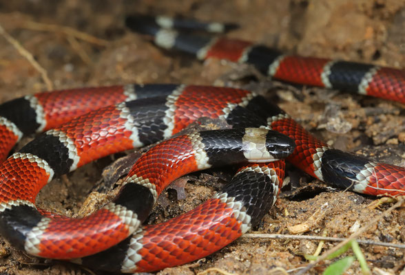 Central American Coral Snake (Micrurus nigrocinctus) 