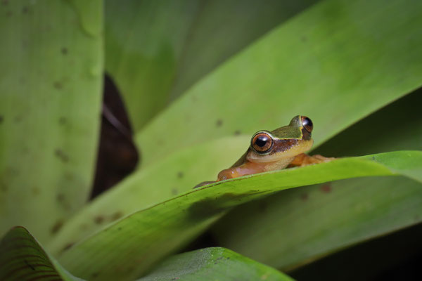Perkins' Bromeliad Treefrog (Exerodonta perkinsi)