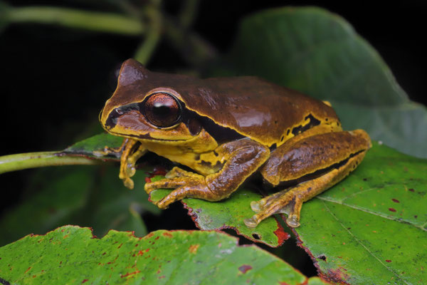 Mourning Treefrog (Sarcohyla pentheter)