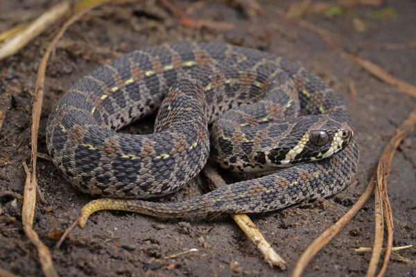 Lowland Swamp Viper (Proatheris superciliaris) juvenile