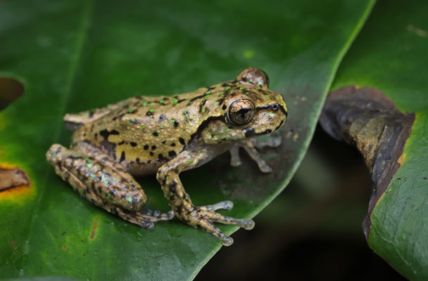 Matuda's Spikethumb Frog (Plectrohyla matudai)