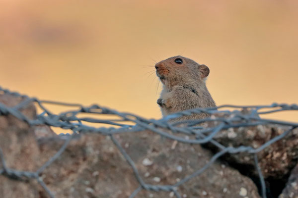 Sloggett's Ice Rat (Myotomys sloggetti) 
