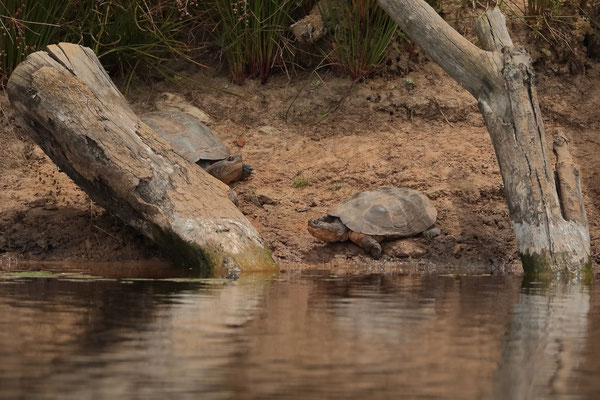 Cape Terrapin (Pelomedusa galeata)