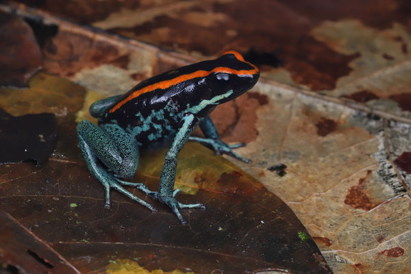 Golfo Dulce Poison Dart Frog (Phyllobates vittatus)
