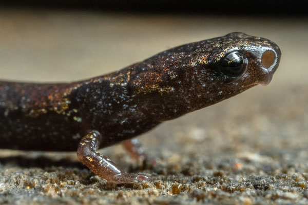 Macdougall's Pygmy Salamander (Thorius macdougalli) super macro shot. © Wouter Beukema
