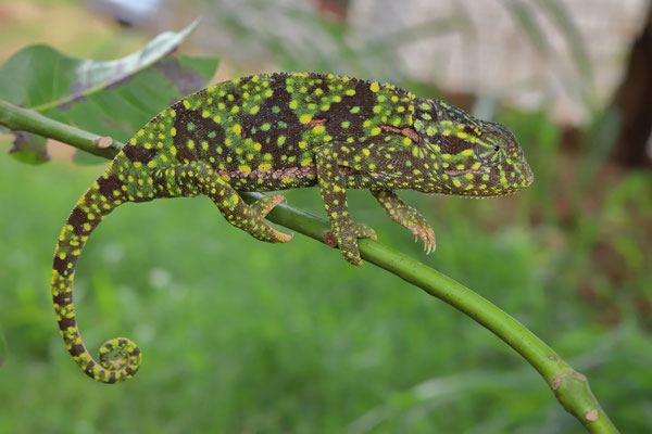 Vibrantly coloured Flap-necked Chameleon (Chamaeleo dilepis) 