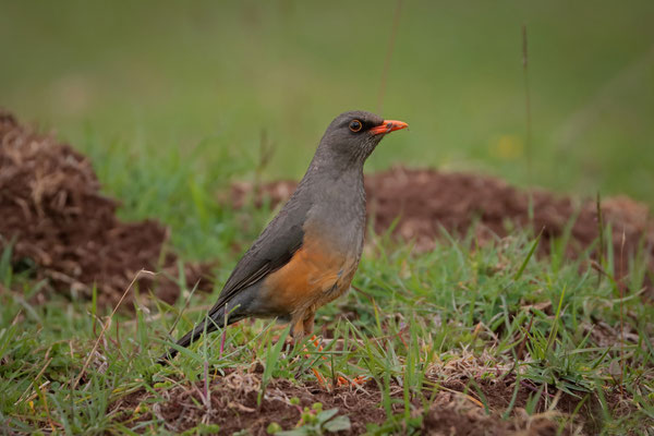 Abyssinian Thrush (Turdus abyssinicus)
