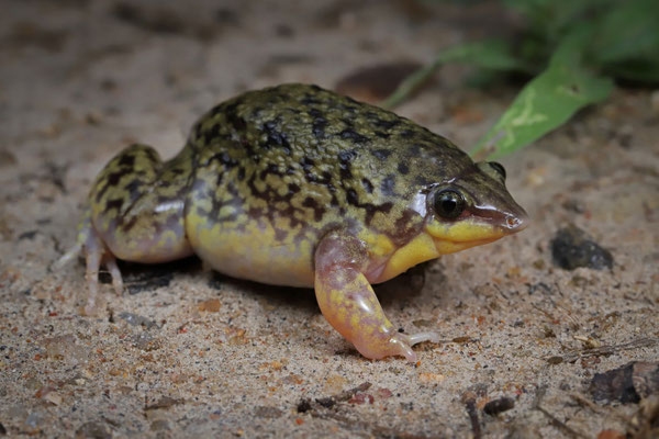 Marbled Snout-burrower (Hemisus marmoratus) 