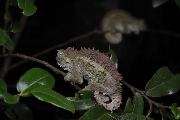 Paired sleeping in Spiny-flanked Chameleon (Trioceros laterispinis) 