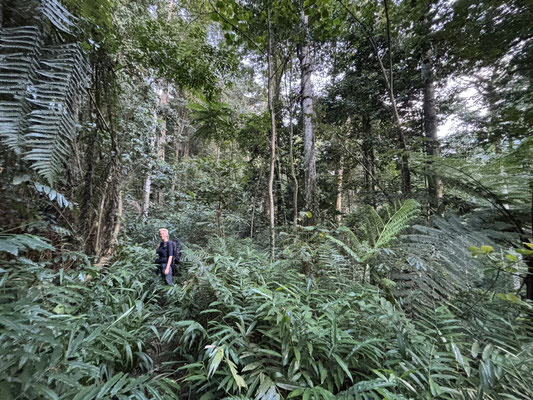 Laura hiking up the mountain in a beautiful forest patch that is still standing. 