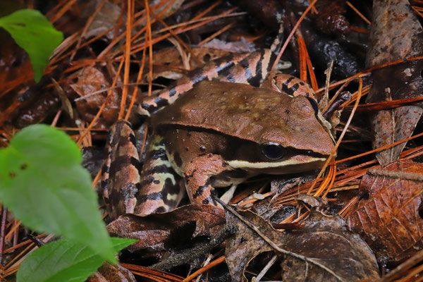 Sierra Madre Leopard Frog (Lithobates sierramadrensis)