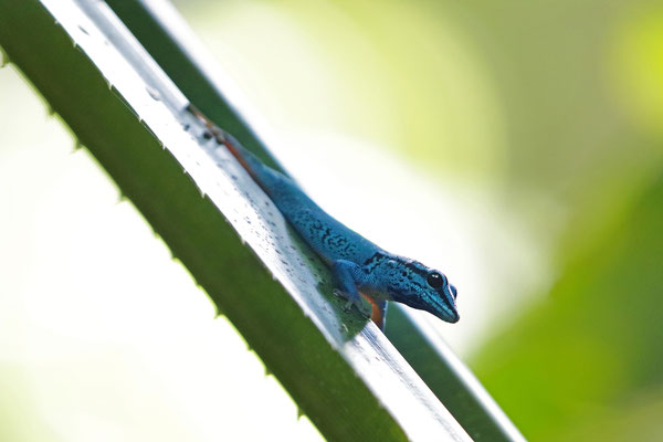 Turquoise Dwarf Gecko (Lygodactylus williamsi) 
