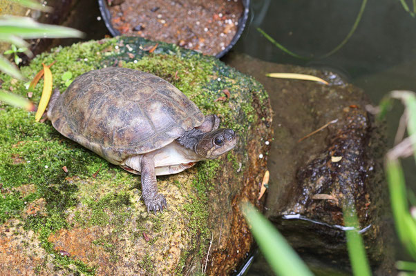 In the terrapin pond several Yellow-bellied Mud Terrapins (Pelusios castanoides intergularis) are housed.