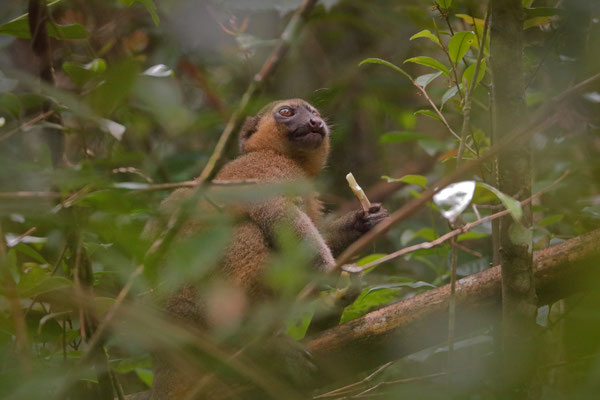 Golden Bamboo Lemur (Hapalemur aureus)