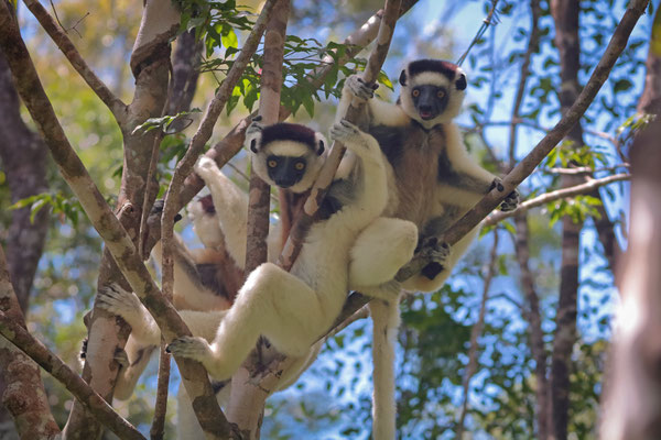 Verreaux's Sifaka (Propithecus verreauxi)