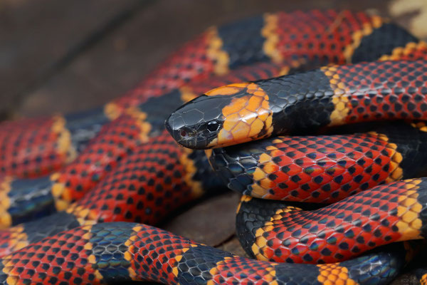Allen's Coralsnake (Micrurus alleni)