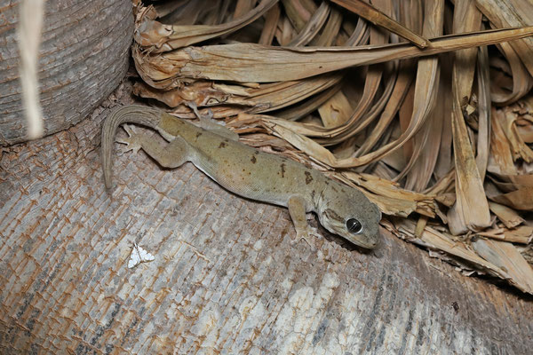 Socotra Giant Gecko (Haemodracon riebeckii)