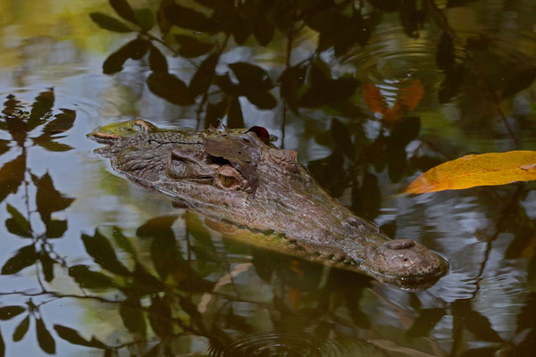 Curious American Crocodile (Crocodylus acutus)