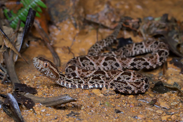 Fer-de-Lance (Bothrops asper) 