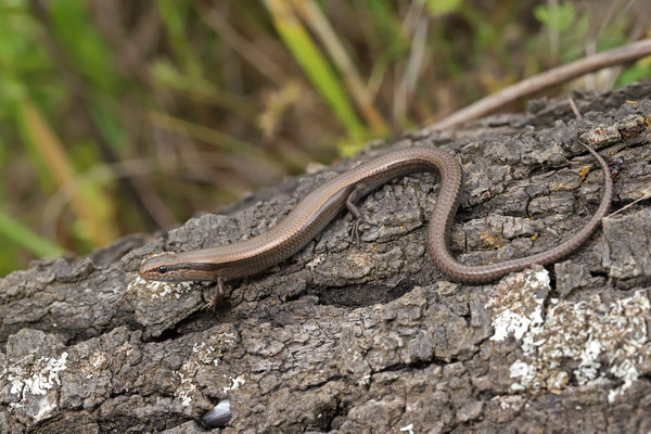 Snake-eyed Skink (Ablepharus kitaibelii) 
