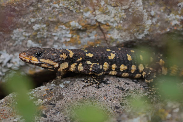 Swazi Girdled Lizard (Smaug swazicus)