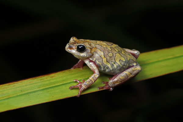 Common Reed Frog (Hyperolius viridiflavus) male