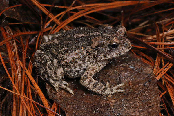 Pine Toad (Incilius occidentalis)
