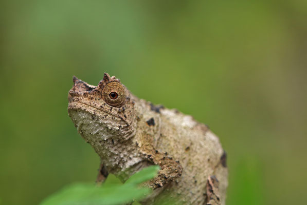 Mountains of the Moon Pygmy Chameleon (Rhampholeon monteslunae)