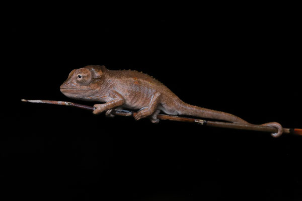 Ngome Dwarf Chameleon (Bradypodion ngomeense) juvenile